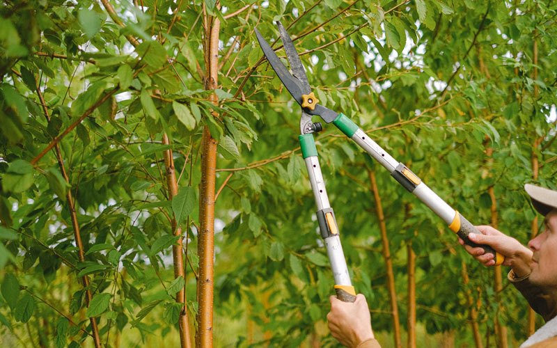 Tree trimming in Marshfield, MO